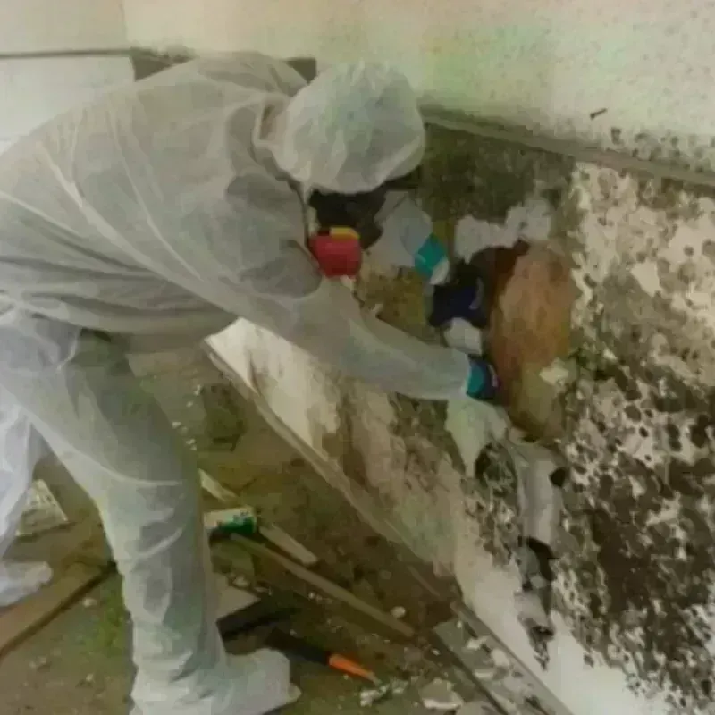 Mold Remediation and Removal in Newland, NC